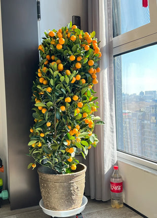Kumquat Tree Seeds
