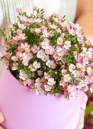 Alpin-Rose