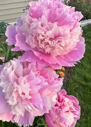 🌺 The Queen of Flowers—Double Petaled Piani
