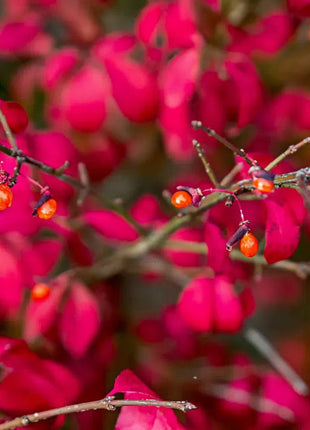 🔥Burning Bush