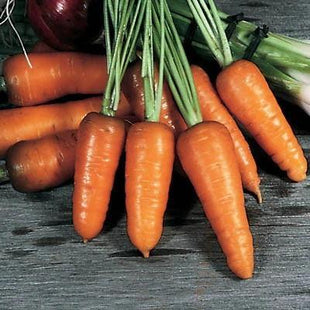 Carrot Royal Chantenay