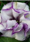Purple&White / 20pcs