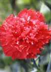 #5 Red / 50 Seeds