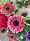 Seven Colors (🌈Seven Packets of Seeds—✈️Free Shipping) / 🔥🔥200 Seeds