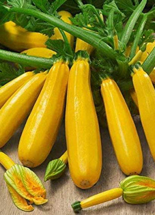 Squash Gold Rush F1