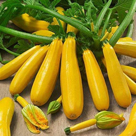 Squash Gold Rush F1