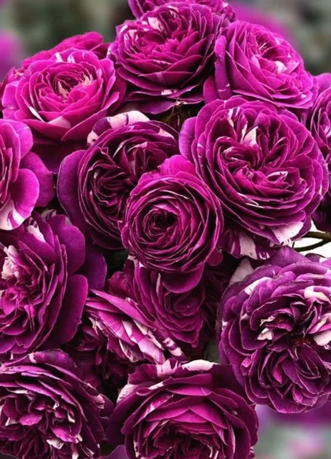 Rose  Scented Jewel