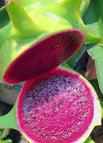 Green / Red / 20 Seeds