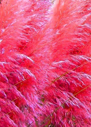 Pampas Grass Magic Garden Seeds