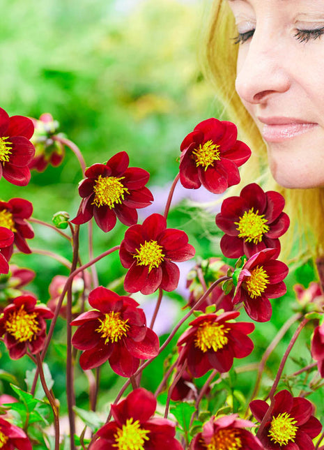 Mexican Star Dahlia