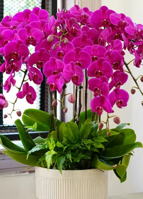 Phalaenopsis Seeds