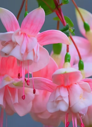 🌺Lantern Flower