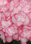 Pink / 50 Pcs