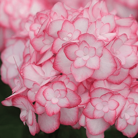 Outdoor hydrangea 'Miss Saori blue' 50 Seeds