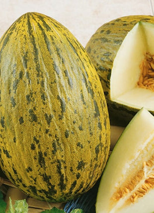 Piel De Sapo Melon