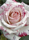 Pink & White / 20 Seeds