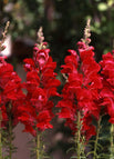 100 Seeds / Red