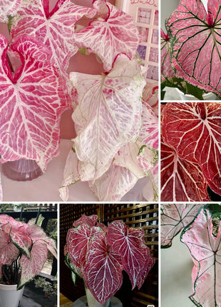 Peppermint Coleus Peperomia Obtusifolia Variegata Seeds