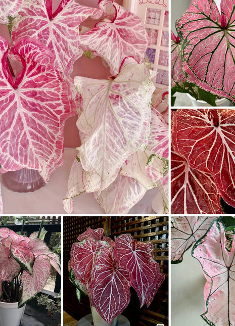 Peppermint Coleus Peperomia Obtusifolia Variegata Seeds