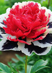 50 Seeds / Reddish Black