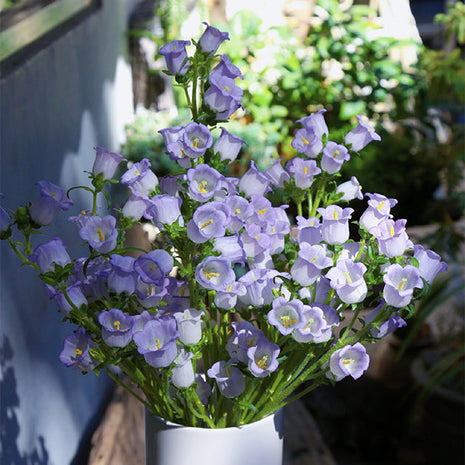 Bellflower Seeds/Canterbury Bells Seeds