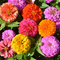Zinnia