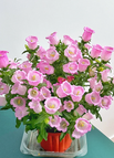 100 Seeds / Pink