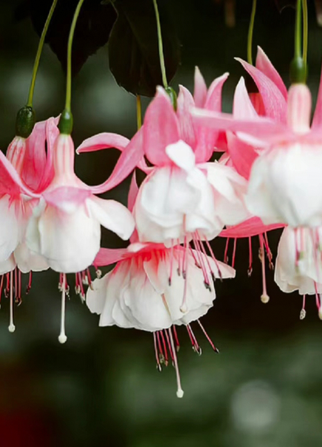 🌺Lantern Flower
