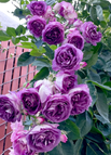 PURPLE / 100 Seeds (30% OFF)