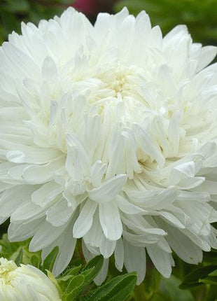 King Size White