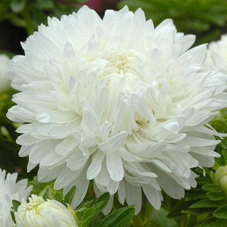 King Size White