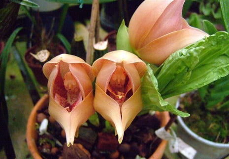 Egrow 100Pcs/Pack Angulo Seeds Asleep Angel Child Shaped Garden Seed Home Office Potted Plants