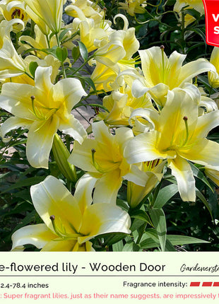 Lily Bulbs