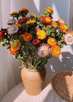 Mixed Color / 100 Seeds (15% Off)