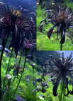 5 Bulbs / Black