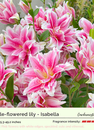 Lily Bulbs