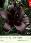 Dark Knight / 3 Bulbs
