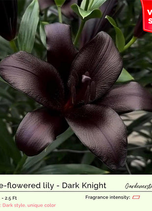 Lily Bulbs