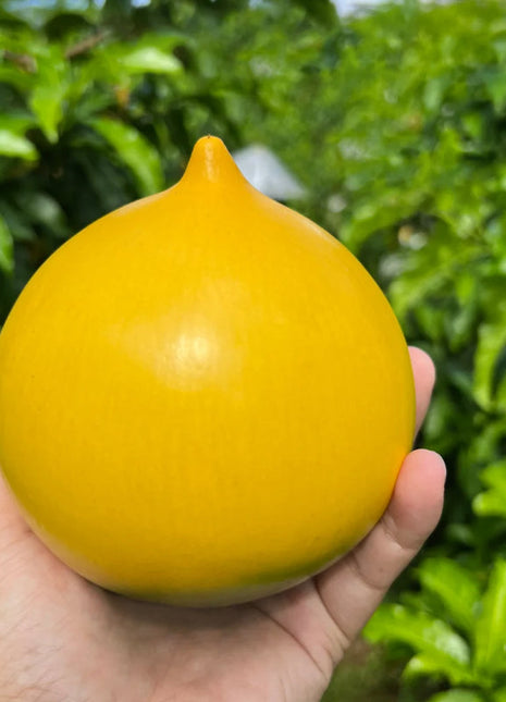 Golden Fruit Seeds